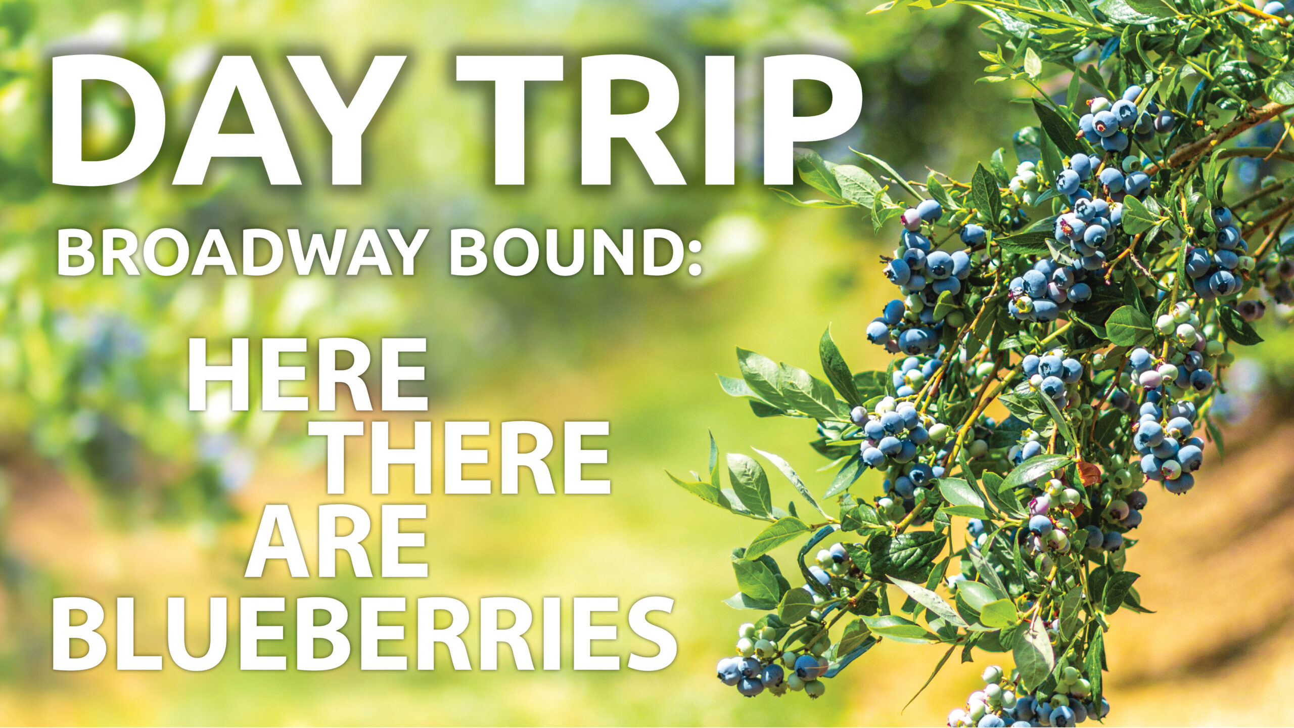 Read more about the article Broadway Day Trip: Here There Are Blueberries